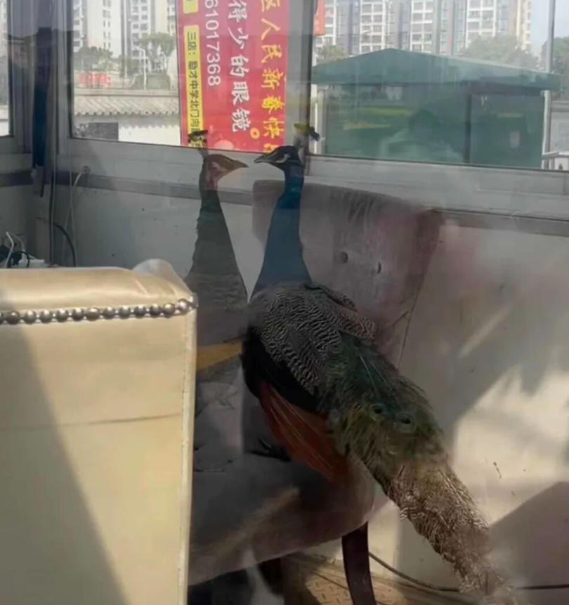 溱湖湾野生动物园